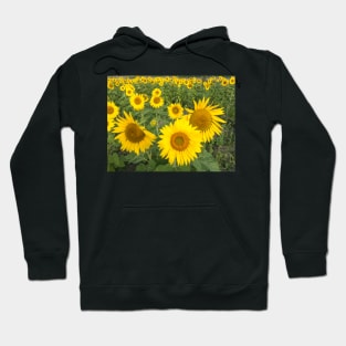 Field of sunflowers in summer Hoodie